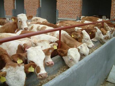 四川遂寧波爾山羊養殖場產品資料