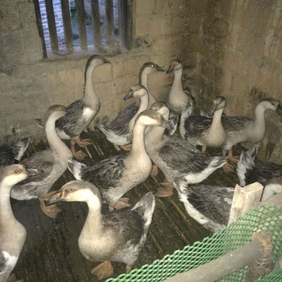 認識獅頭鵝 外觀特征與飼養要點