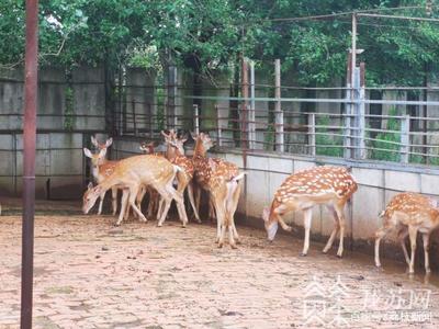 全鏈條排查 人工飼養的陸生野生動物同樣禁止食用